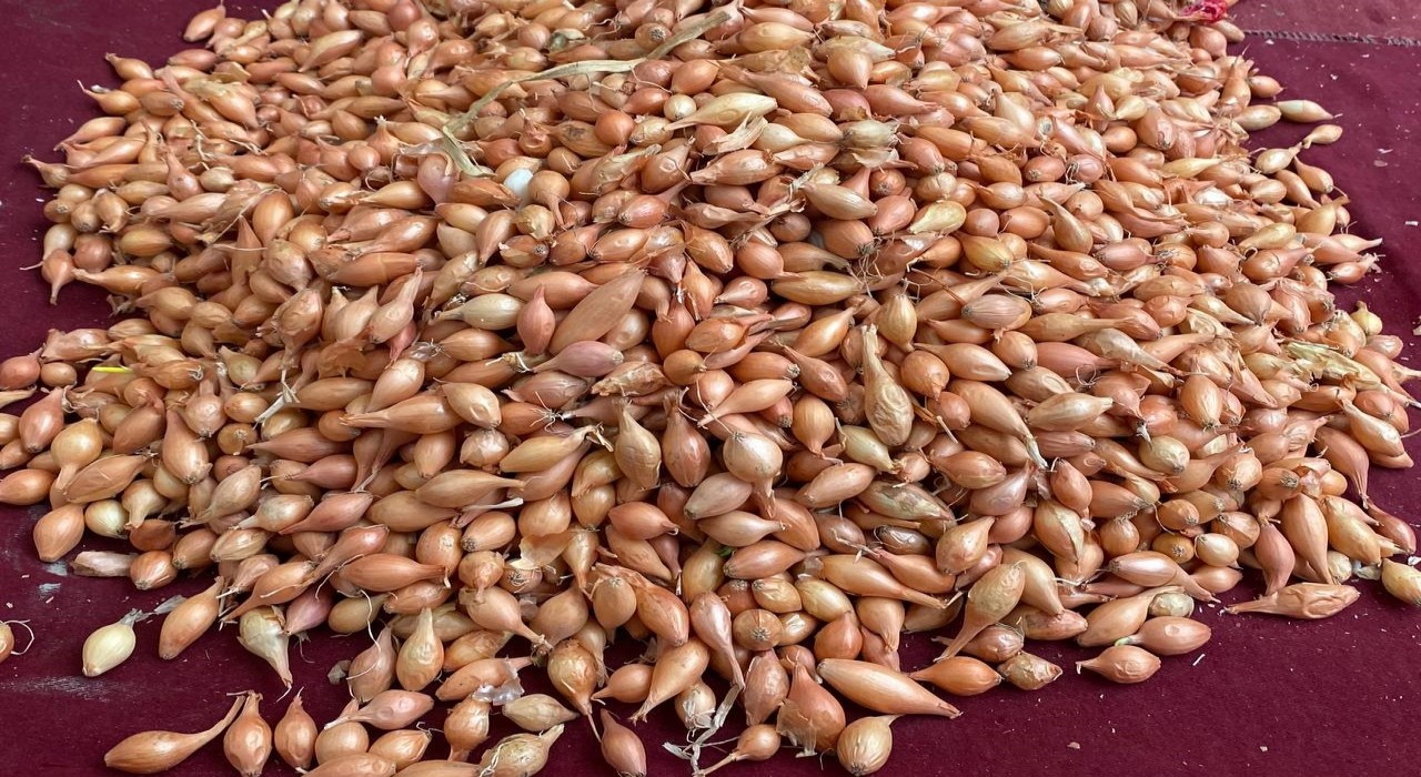 Soğan üreticilerine ‘Dikim zamanı uyarısı