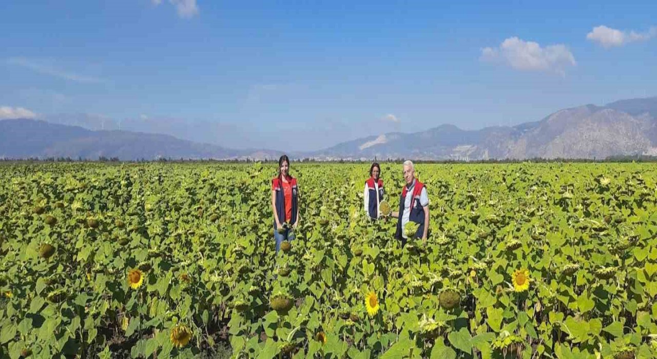 Sökede 10 bin dekarlık alana ayçiçeği tohumu dağıtılacak