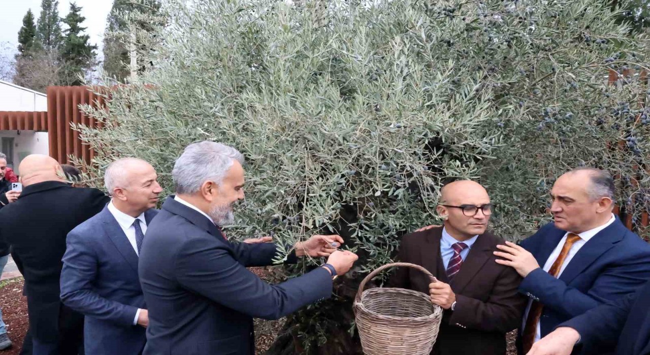 Stratonikeiada ilk ‘Zeytin Hasat Festivali düzenlendi