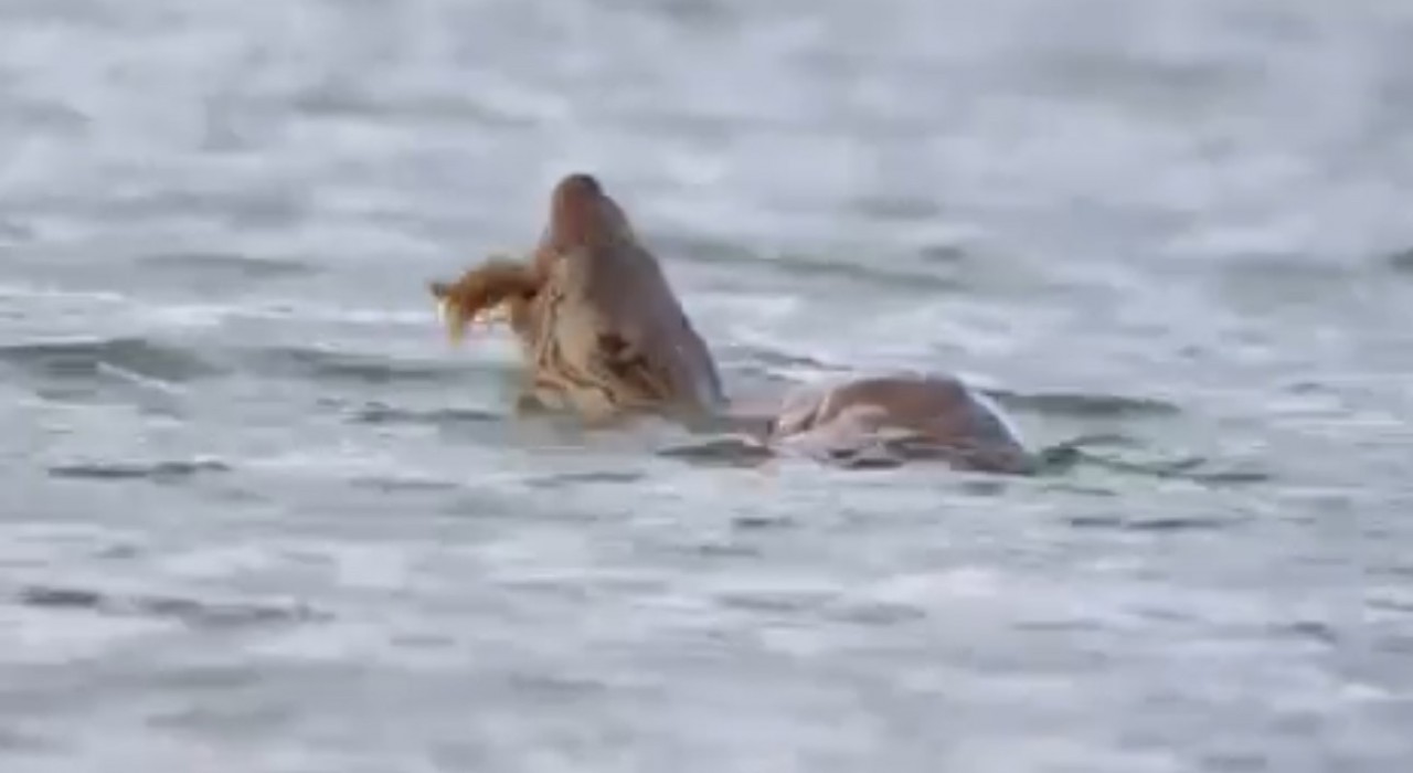 Su samuru avını yerken görüntülendi