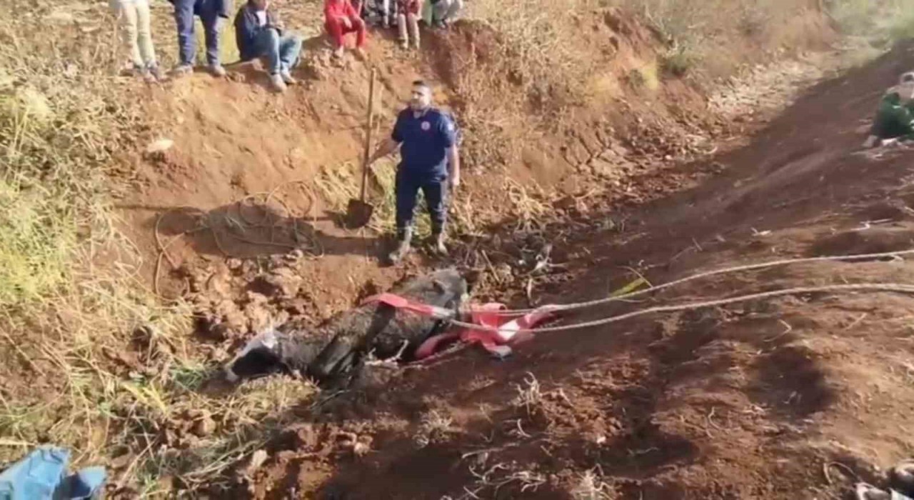 Tahliye kanalına düşen inek kurtarıldı