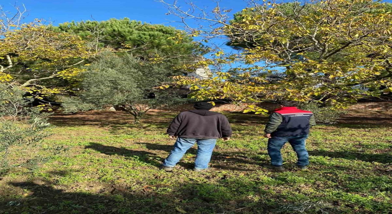 Tekirdağda ceviz bahçesinde hastalık ve zararlı kontrolü yapıldı