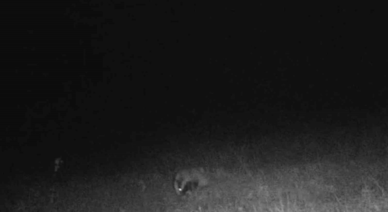 Tekirdağda porsuk ve kaya sansarı görüntülendi