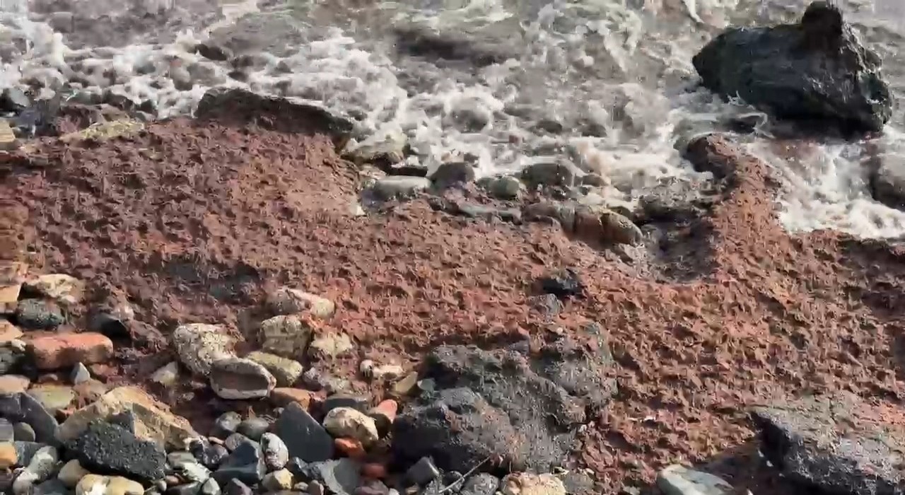 Tekirdağda poyraz kızıl yosun sürükledi