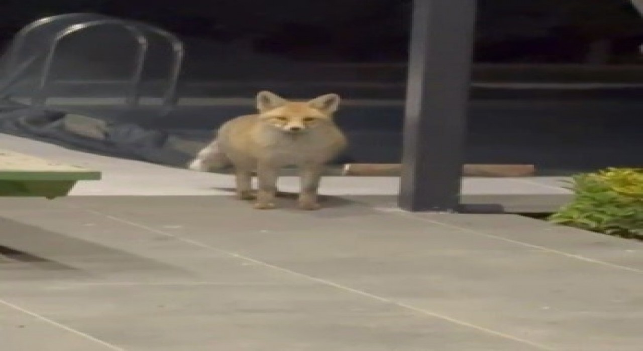 Tilki evin bahçesine girip kedi mamalarını yedi