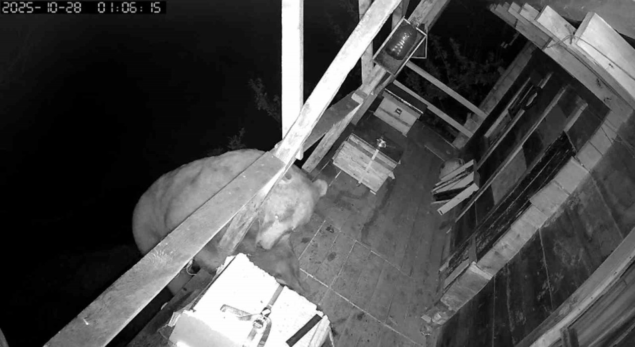 Tırmandığı balkonda kovanlardaki balı yiyen ayı kameralara yakalandı