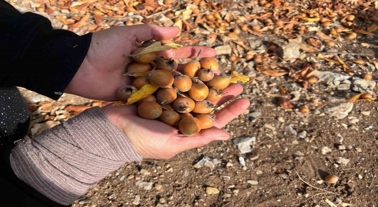 Toros Dağlarında  gizemli hayırseverin 30 yıl önce aşıladığı meyveler bölge halkına gelir oldu