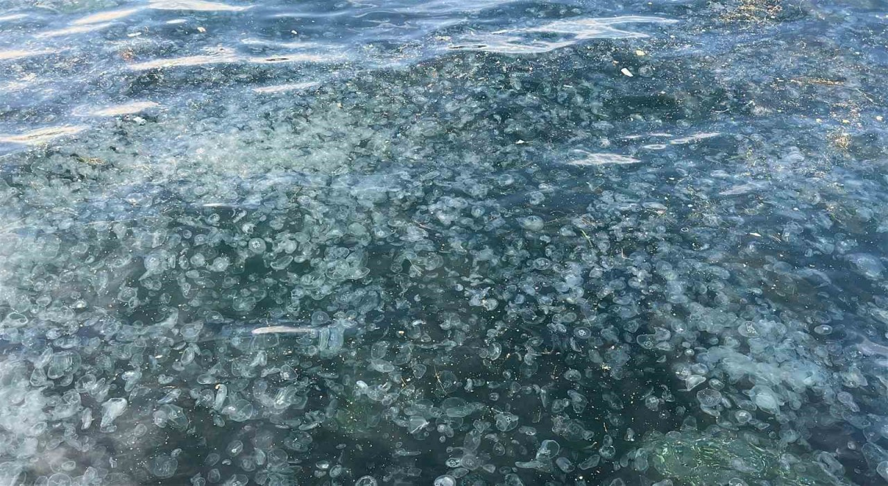 Üsküdarda hayrete düşüren görüntü: Binlercesi kıyıya vurdu