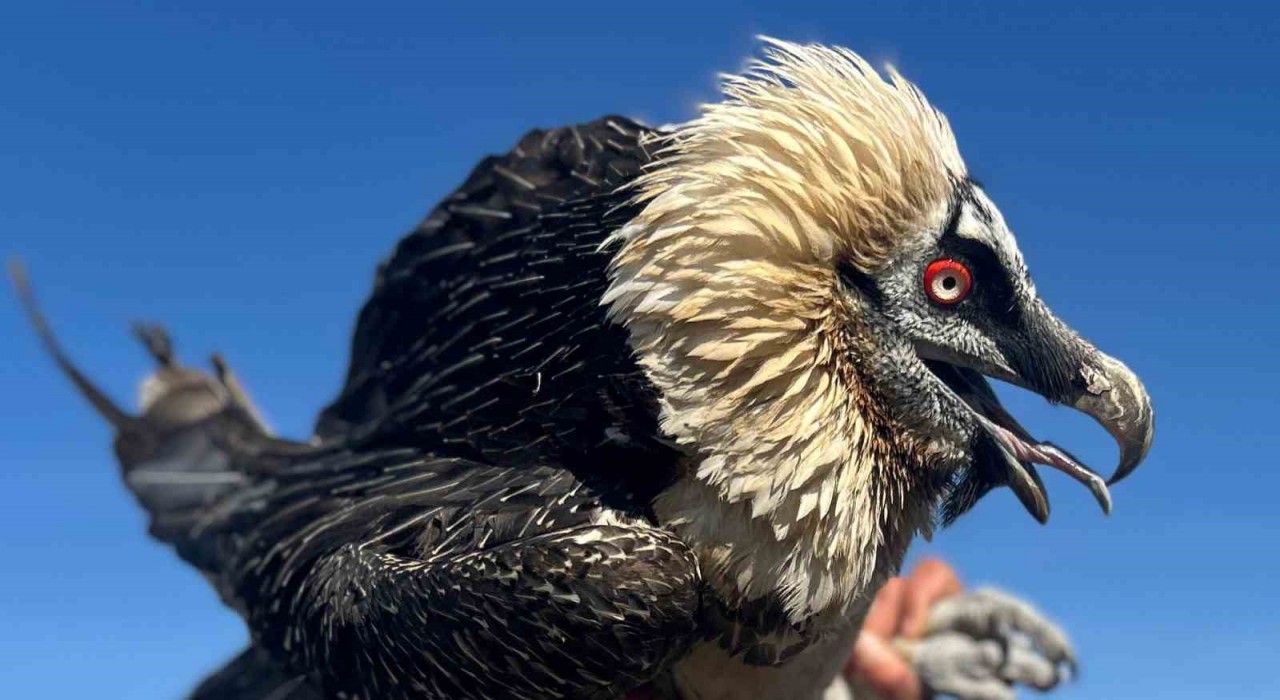 Vanda tedavi edilen yırtıcı kuşlar doğal yaşam alanına salınıyor