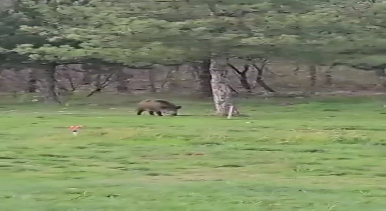 Yaban domuzu da üniversiteli oldu