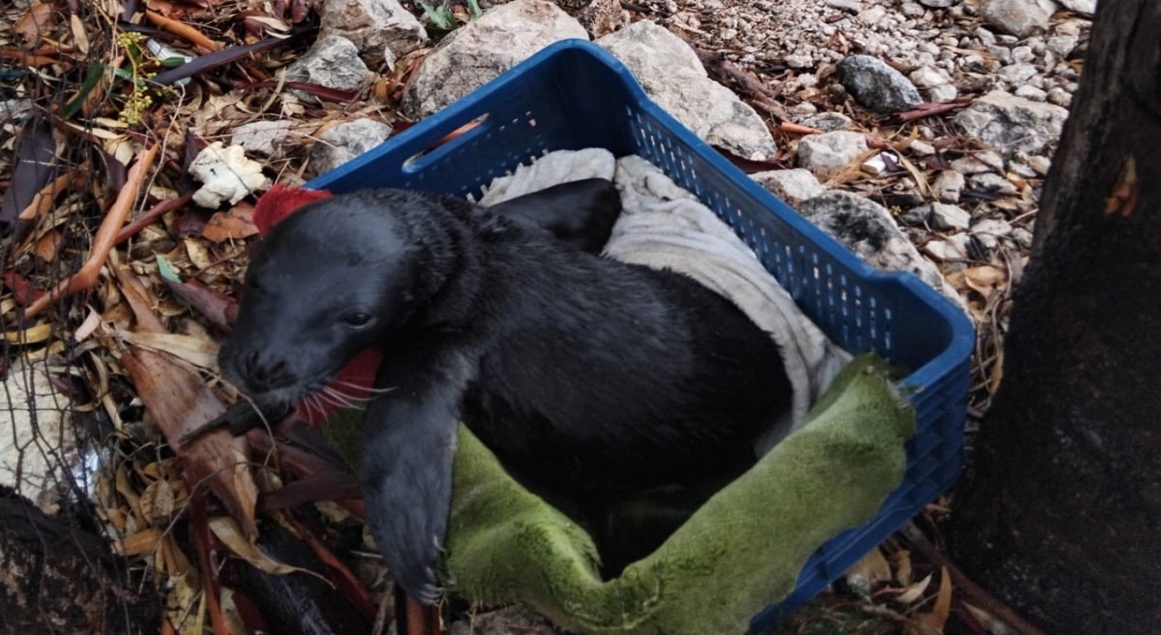 Yavru foka balıkçı şefkati: Seni iyileştireceğiz evlat