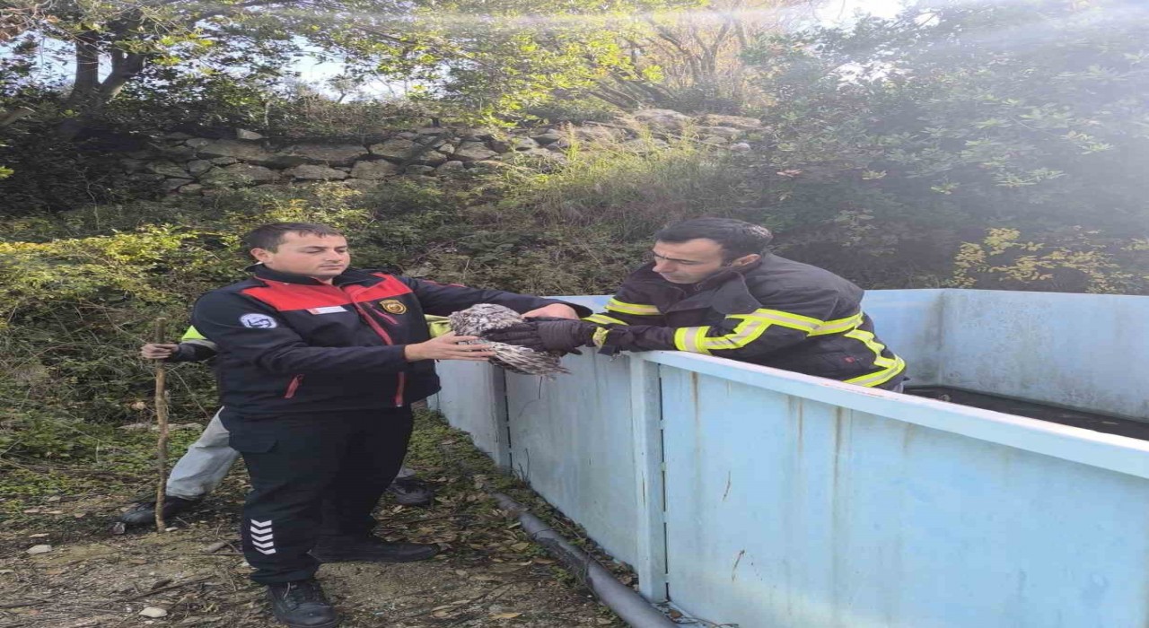 Yayladağında baykuş kurtarma operasyonu