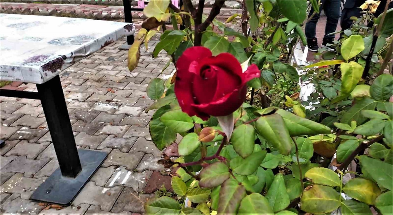 Yozgatta yalancı bahar: Aralık ayında güller ve diğer çiçekler açtı