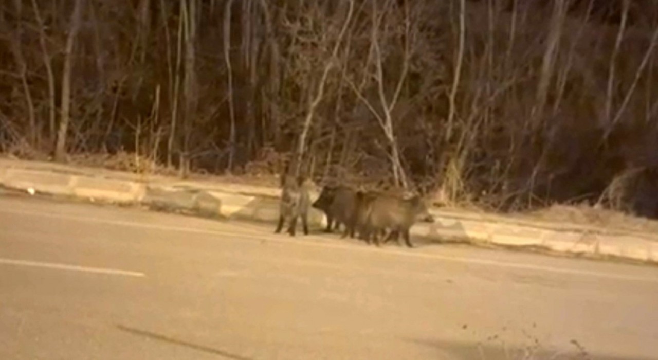 Yüksekovanın farklı noktalarında domuz sürüleri görüntülendi