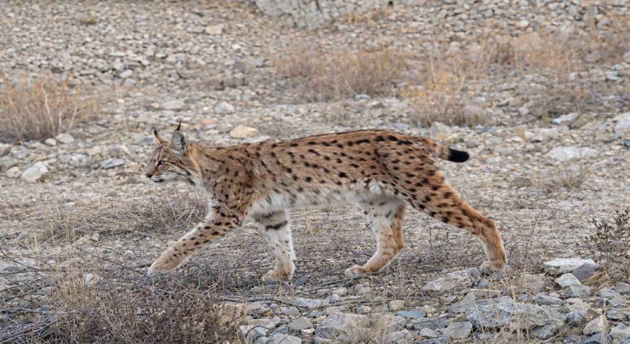 IUCN kırmızı listesinde yer alıyor: Ormanın hayaleti en net haliyle görüntülendi