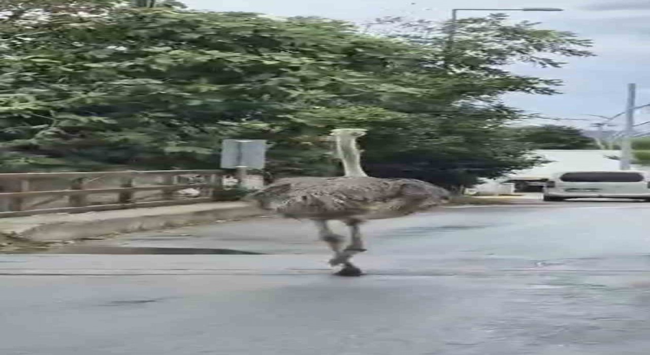 Şilede hayvanat bahçesinden kaçan deve kuşu ortalığı birbirine kattı