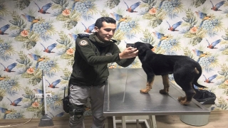 Mersin’de işkence edilip damdan atılan köpek yavrusunu polis sahiplenecek