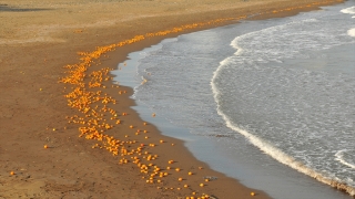 Mersin’de kumsala sürüklenen portakallar kirliliğe neden oldu