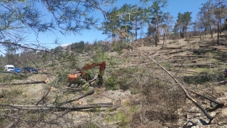 Antalya’da kesim sırasında üzerine ağaç devrilen işçi öldü
