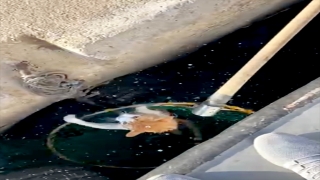 Mersin’de denize düşen kediyi balıkçılar kurtardı
