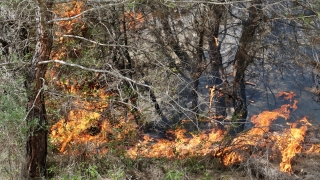 Osmaniye’de çıkan orman yangınına müdahale ediliyor