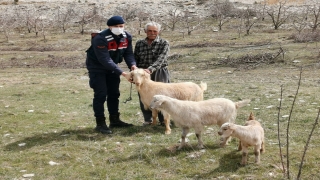 Kaş’ta kaybolan küçükbaş hayvanları jandarma buldu