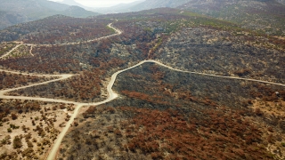 Mersin’de orman yangınından etkilenen alanlara 350 bin fidan dikildi