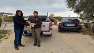 Mersin’de yaralı bulunan balıkçıl tedaviye alındı