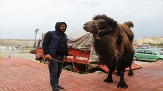 Çift hörgüçlü Asya devesi ”Çağrı”yı ışığa kavuşturan dokunuş