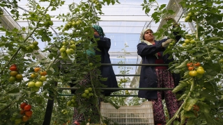 Antalya’da sebze hasadında hareketlilik sürüyor