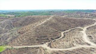 Adana’da yanan ormanlık alanlarda ağaçlandırma çalışması sürüyor