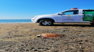 Manavgat’ta sahile vurmuş 4 ölü caretta caretta bulundu