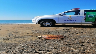 Manavgat’ta sahile vurmuş 4 ölü caretta caretta bulundu