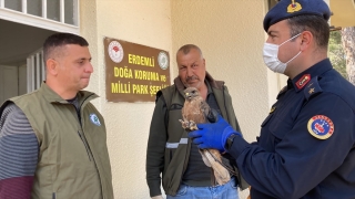 Mersin’de jandarmanın bulduğu yaralı şahin tedaviye alındı
