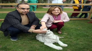İstanbul’da villada ele geçirilen, doğada nadir bulunan ”beyaz kaplan” Gaziantep’e getirildi
