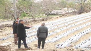 Mersin’de 15 bin çilek fidesi toprakla buluştu