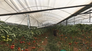 Antalya’da hortum seralara zarar verdi