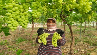 Mersin’de örtü altında yılın ilk üzüm hasadı yapıldı