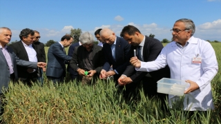 Adana’da buğday ekili alanlara faydalı böcek salındı