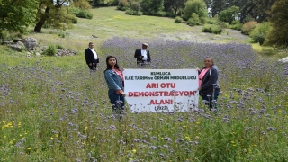 Antalya’da arıcılara destek için faselya bitkisi yetiştirildi