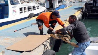Mersin’de yaralı bulunan deniz kaplumbağası tedaviye alındı