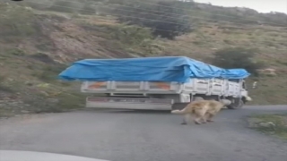 Antalya’da köpeğini kamyonun arkasına bağlayan sürücü hakkında işlem yapıldı