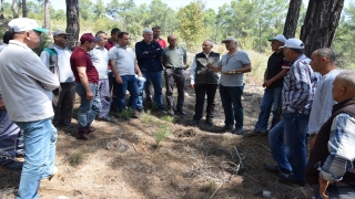 Kumluca’da harnup fidanları aşılanıyor