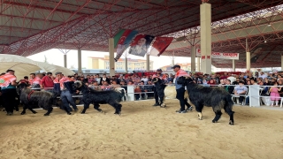 Burdur’da Honamlı tekesi ve Merinos koçu güzellik yarışması yapıldı