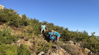 Alanya’da ormanlık alanda öldürülmüş halde 2 köpek bulundu