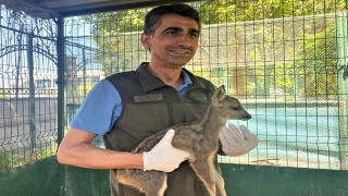 Osmaniye’de yaralı bulunan karaca yavrusu tedaviye alındı