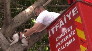 Mersin’de ağaçta mahsur kalan kediyi itfaiye ekipleri kurtardı