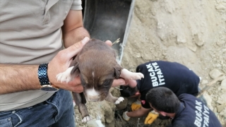 Burdur’da toprak altında kalan köpek yavrularını itfaiye kurtardı