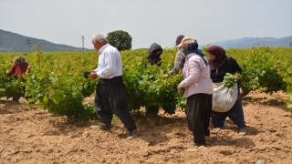 Gaziantep’te asma yaprağı hasadı başladı