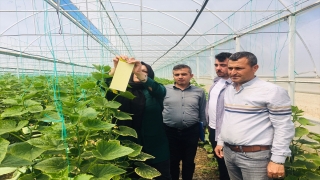 Antalya’da örtü altı üreticilerine ”yapışkan tuzak” desteği